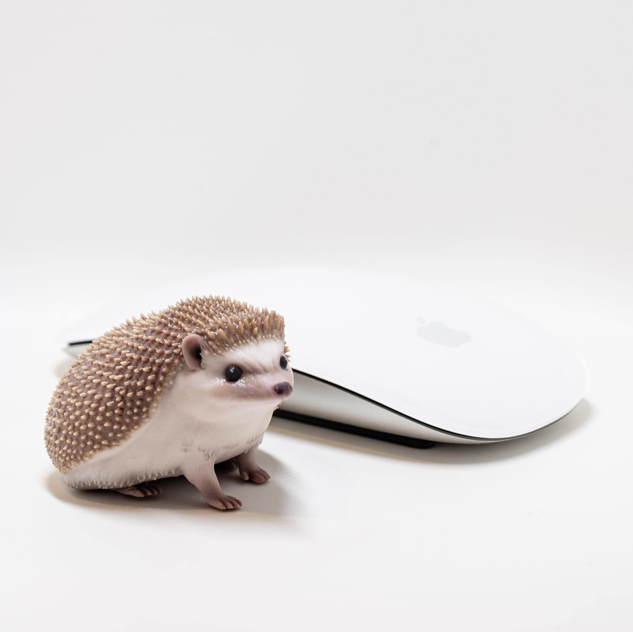 Full-color hedgehog figurine