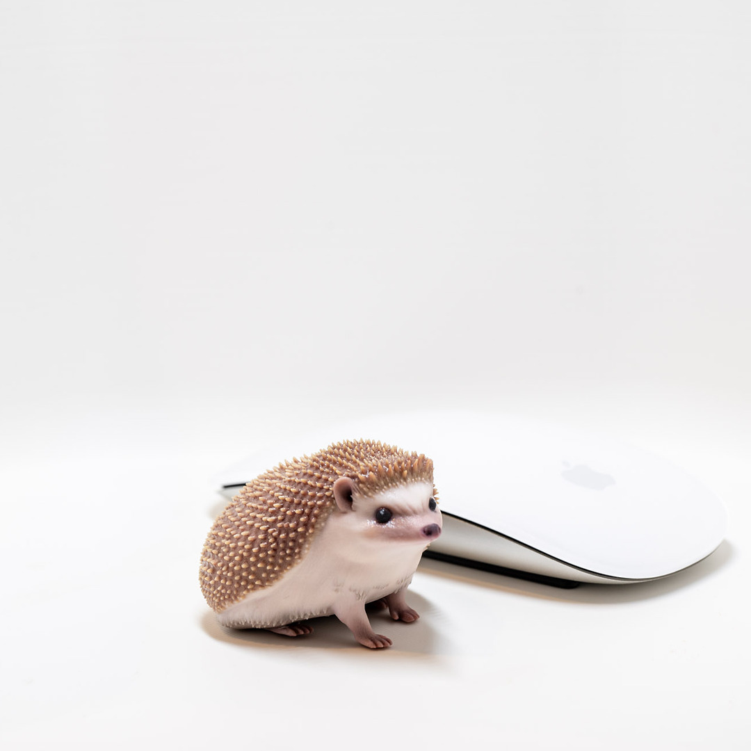 Small full color hedgehog figurine